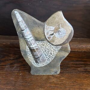 Orthoceras Fossil Specimen In Matrix Ammonite Plaque Fossil